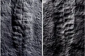 中美科学家发现5.5亿年前海底“树叶”底端长圆形吸盘图片