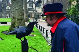 伦敦塔渡鸦旁观英国千年历史图片