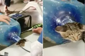 小猫被困饮水机水桶中 被疑有人故意为之图片