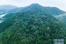 走进海南热带雨林图片