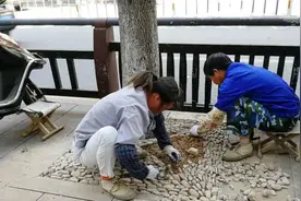 262个！龙浦街树池改造中！图片