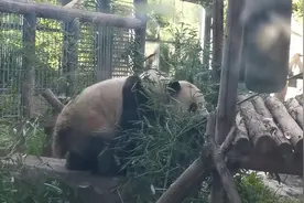 大熊猫打滚毛被磨秃 动物园：系3岁活泼好动，毛发开始恢复图片