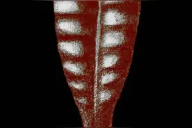 550000000年前的海底“树叶”，长这样图片