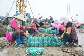 快来品尝！烟台这种海蛎子夏季吃更鲜美肥嫩图片