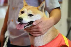 走失柴犬消防队里安新家成“团宠”，网友取名“小火柴”视频封面