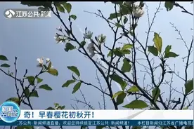 南京：美丽的意外！早春樱花“昏了头”，竟在初秋抽芽开花视频封面