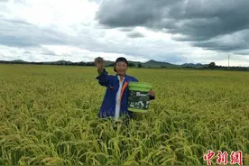 内蒙古兴安盟一对聋哑夫妇的致富路：种稻、养牛、绣花图片
