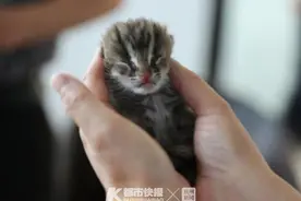 20年来浙江首例！几个月前从深山捡来的这三只小豹猫长大了，奶嘴都咬坏好几个，动物园考虑招一个“女婿”图片