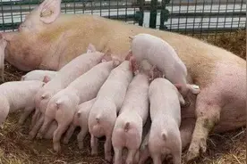 猪场母猪人工授精操作三大要点图片