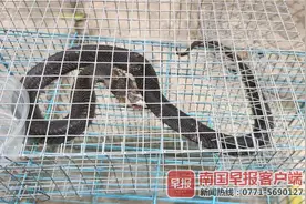 头皮发麻！多条毒蛇闯入南宁一小区，有人开门就掉下一条眼镜蛇图片