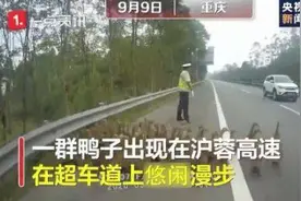 交警高速驱赶鸭群 网友：救鸭一命太难了图片