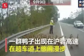 交警高速驱赶鸭群 网友：救鸭一命太难了图片