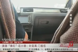 多地叫停！“花小猪”补贴高门槛低,司机无需双证,未取得经营许可