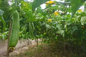 丝瓜采后，请这样管理图片