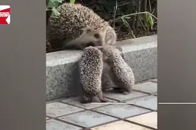 刺猬妈妈带3孩子爬台阶，小刺猬勇当垫脚石遭抛弃，网友：越懂事越没人疼图片