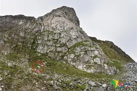 北极熊罕见吃草 补营养还是太饿了？图片