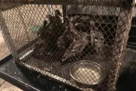 谁这么心狠！30只鸳鸯被剪断翅膀，警方介入调查图片