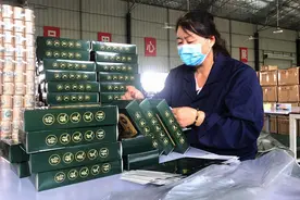 社旗：种“艾”增收 因“艾”脱贫图片