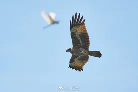 罕见“双宿双飞”！云南大理首次发现栗鸢图片