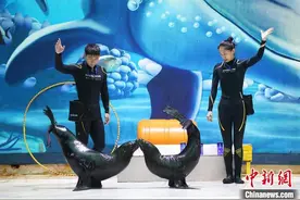 南京海底世界“奶爸奶妈”的一天图片