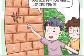 壁虎的脚与胶粘剂图片