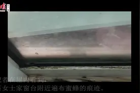 密恐慎入！每天上百只蜜蜂屋里钻 黑压压令人头皮发麻图片