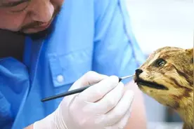 上海自然博物馆送百岁特级教师礼物，年逾60动物标本被复原视频封面