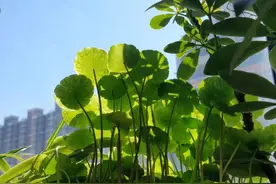教师节｜也说说教师节送礼，送什么、送多少、怎么送……图片