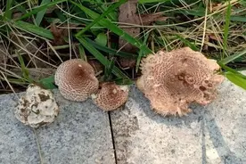 @河北人，误食野生毒蘑菇事件频发，这些误区要认清图片