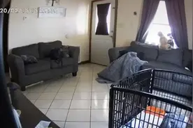 家里没人两只狗狂吠 视频监控拍到诡异画面：沙发上的毯子被什么东西“扯动”图片