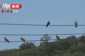 群鹰栖息南京老山，引起众鸟友关注图片