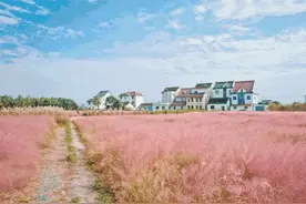 “粉红花海”即将来袭！这些草比花还要美……秋天的上海，实在太浪漫了图片