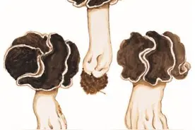 巴楚蘑菇的科普介绍图片