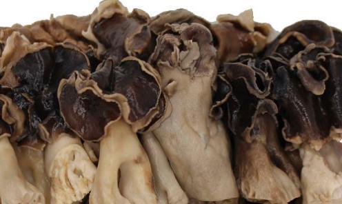 巴楚蘑菇的科普介绍