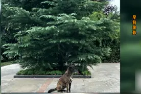 小区苦等主人三年！西安版“忠犬八公”生病了，多人合力抓捕送医图片