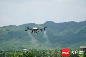 无人机飞防效果明显 三亚170户农户500多亩黄化槟榔转绿了图片