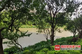 南宁市民注意！路边柚子树为观赏树，请勿私自采摘果实图片