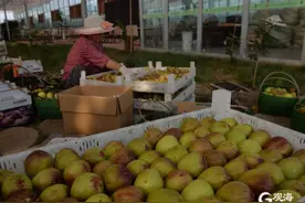 探秘青岛最大无花果种植基地：盛果期一天产万斤 批发收入10万元图片