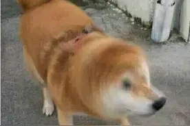 溜了溜了！10岁男孩害怕打针，跨省逃了50公里图片