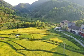 江西上犹：金黄满地丰收景 山乡田园谷飘香视频封面