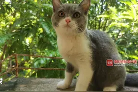 南宁一女子“吸猫”被感染猫癣，医生提醒：养宠物要当心人畜共患病图片