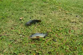 离开水也能存活的鱼，它们是这样呼吸的图片