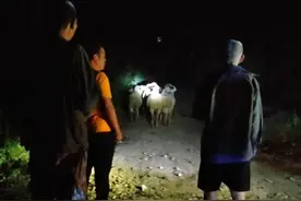 11只羊“离家出走”警民联手当晚找回图片