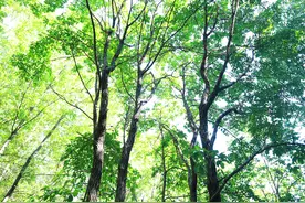 古树见证生态文明成效 美丽乡村嬗变图片