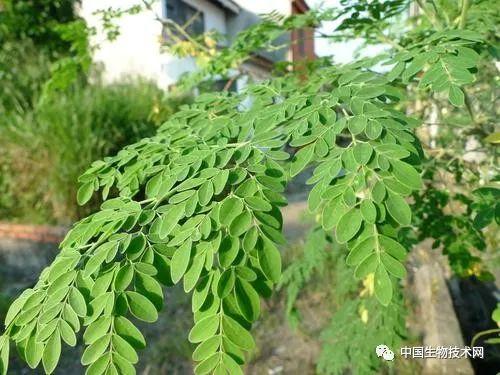 辣木降糖、降脂及其活性成分研究获进展