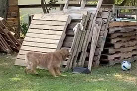 母狗靠近鸡舍遭公鸡驱赶不甘心 故意挑逗对方上演追逐赛 画风喜感图片