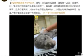 宠物狗绝育手术中死亡！网友：好心疼……宠物绝育有哪些风险？听听专家怎么说图片