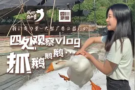 四处观察vlog | 走 去南溪抓大白鹅 手法必须 稳！准！狠图片