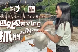 四处观察vlog | 走 去南溪抓大白鹅 手法必须 稳！准！狠图片
