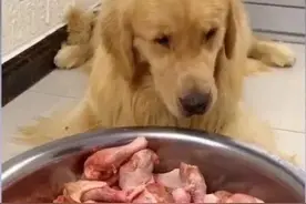 视频博主强迫宠物当大胃王，网友怒了图片